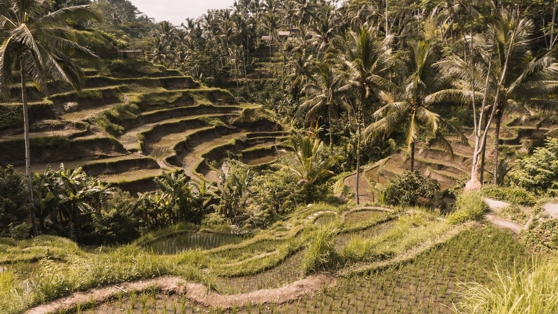 Indonesia (Bali) Visa-on-Arrival for Indians 2026: 30 days, Documents, Immigration Tips